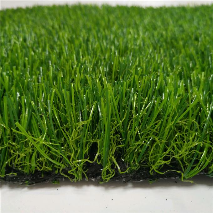 turf ta 'barra grass03.jpg