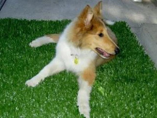 Bejgħ Sħun Il-Prezz Aħjar tal-Grass Sintetiku Għall-Klieb